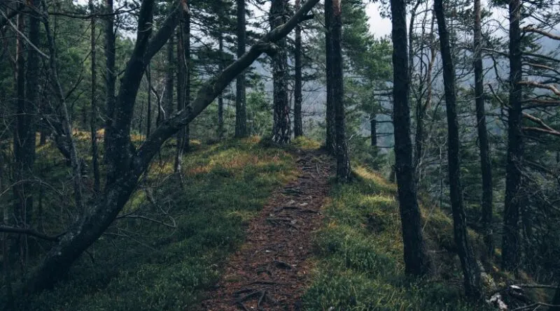 Adventure Forest Nature 4029 824x550 1