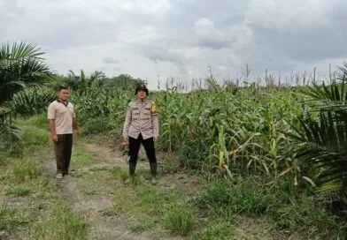 Dukung Ketahanan Pangan, Polsek Gelumbang Cek Progres Jagung di Desa Karang Endah Dukung Ketahanan Pangan, Polsek Gelumbang Cek Progres Jagung di Desa Karang Endah