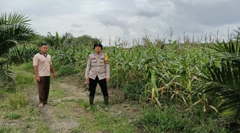 Dukung Ketahanan Pangan, Polsek Gelumbang Cek Progres Jagung di Desa Karang Endah Dukung Ketahanan Pangan, Polsek Gelumbang Cek Progres Jagung di Desa Karang Endah